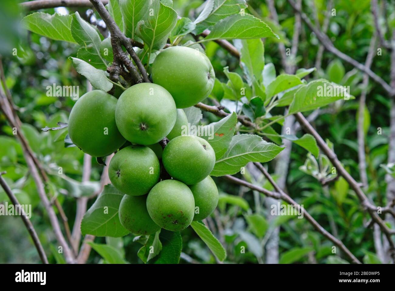 Apple tree with cluster of young developing green apples. Stock Photo