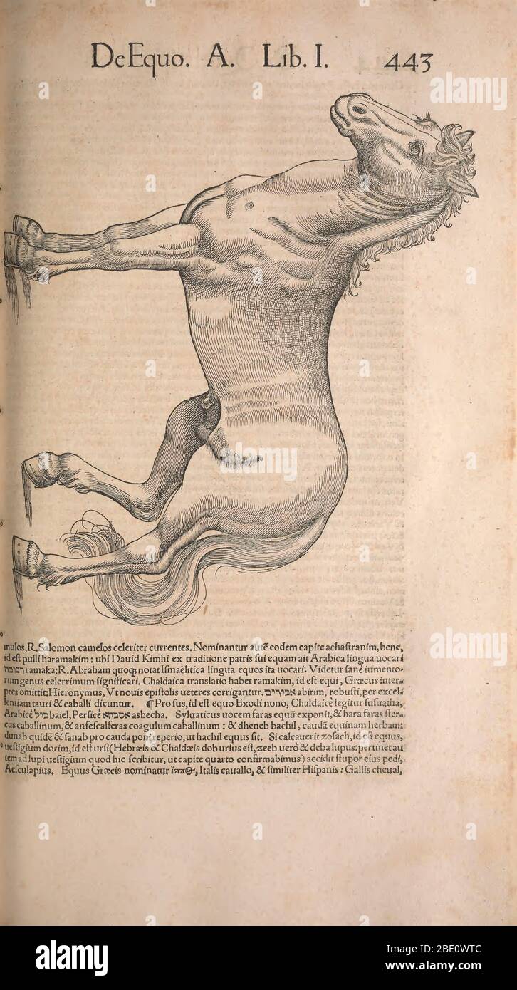 Historia animalium ("History of the Animals"), published in 1551–1558 and 1587, by Conrad Gessner. Stock Photo