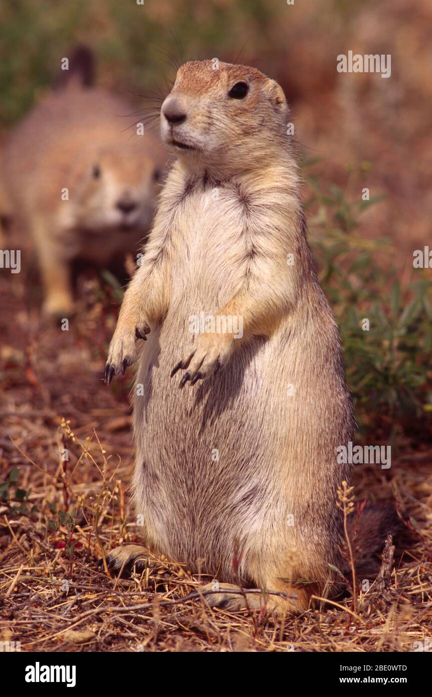Prairie dog, Greycliff Prairie Dog Town State Park, Montana Stock Photo