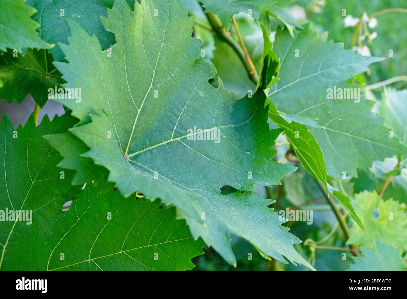 Grape vine leaves in closeup showing the veins Stock Photo