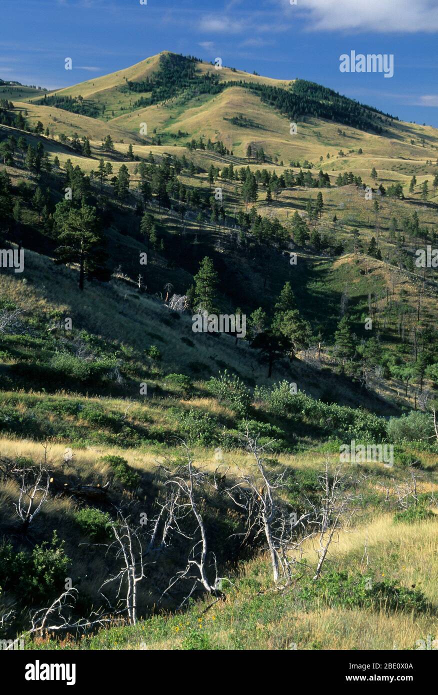 Cottonwood Creek drainage, Beartooth Wildlife Management Area, Montana Stock Photo