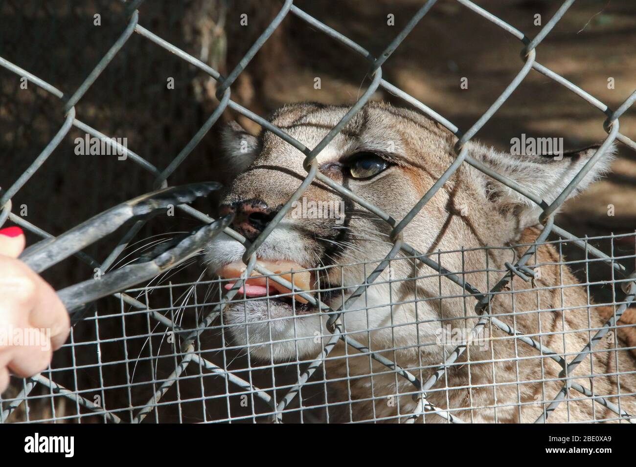 Mountain lion at the Southwest Wildlife Conservation Center, Scottsdale