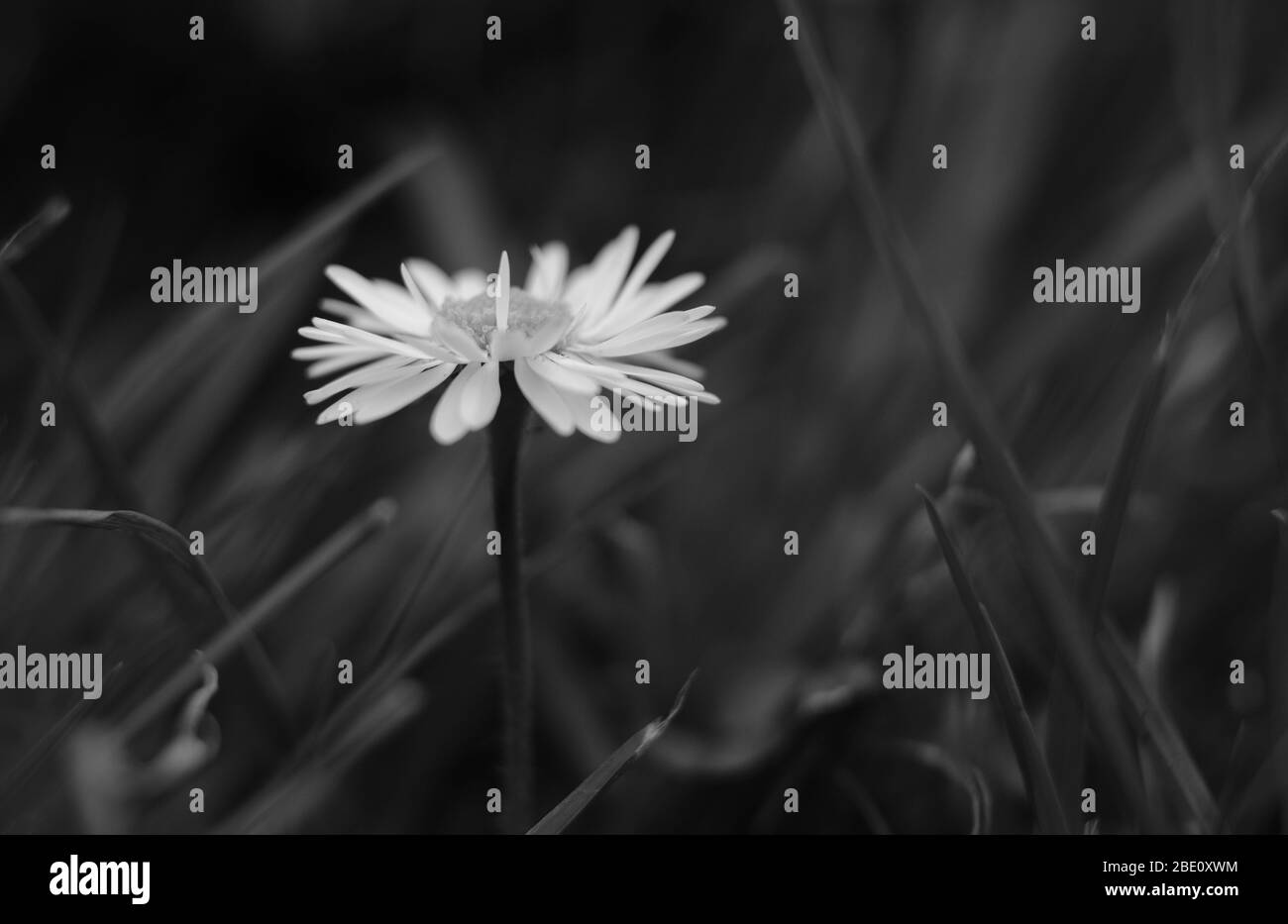 White daisy in nature Black and White Stock Photos & Images - Alamy