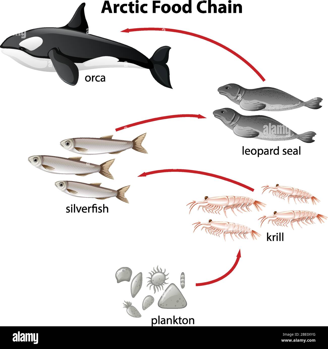 Diagram of arctic food chain from plantons to orca illustration Stock Vector