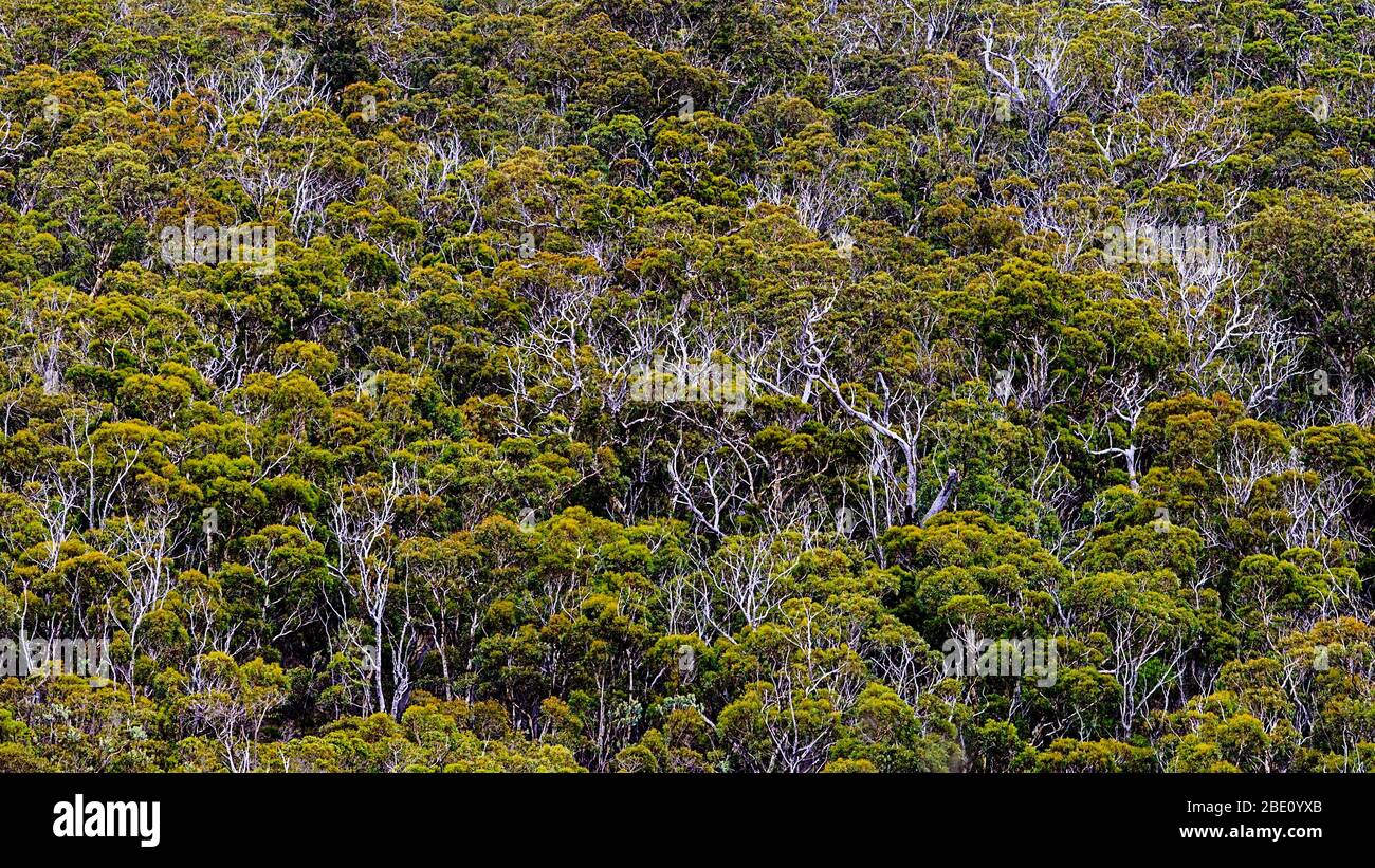 Trees at the Stirling Range National Park, Western Australia Stock Photo