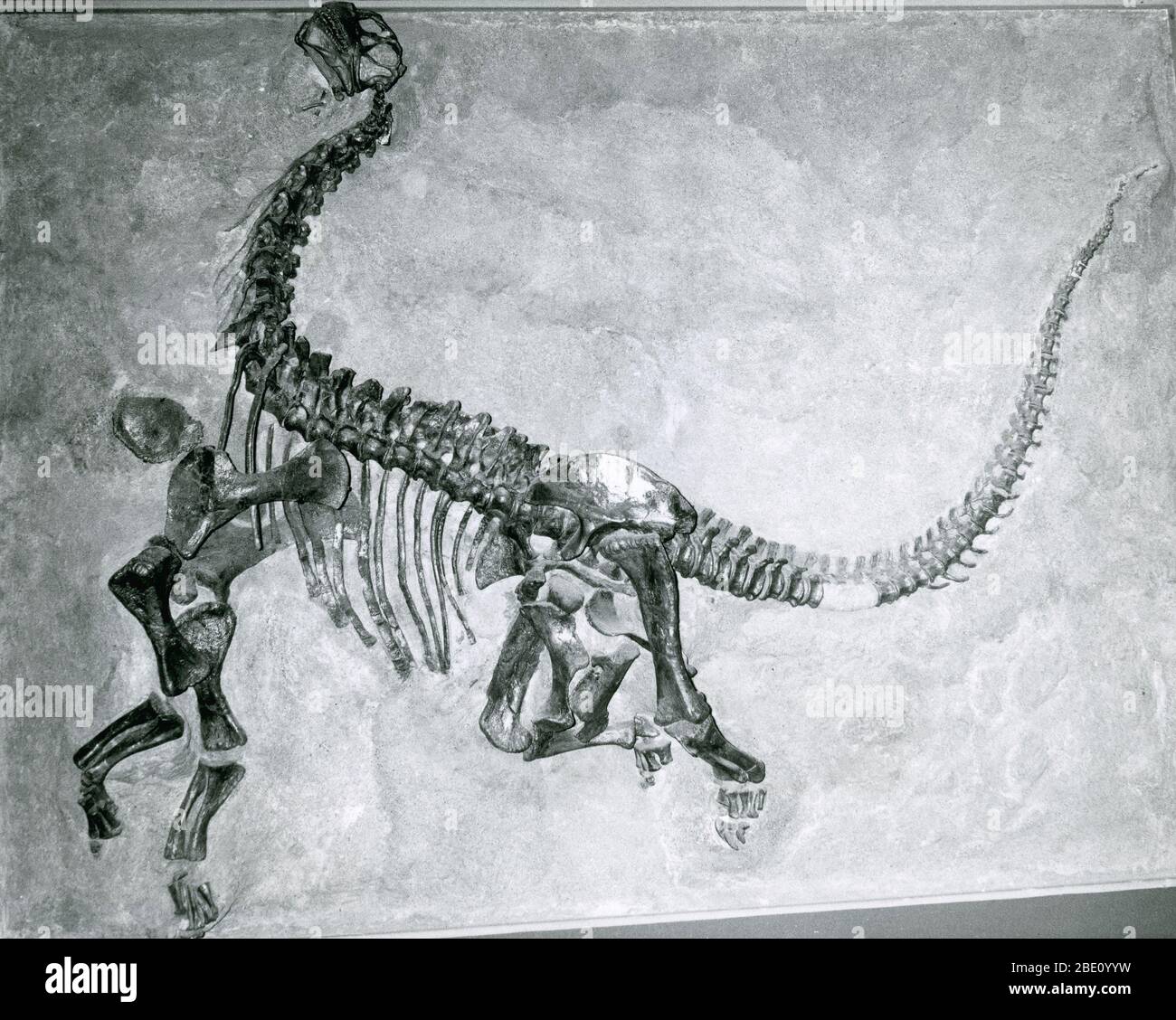 Skeleton of a young dinosaur.  Approximately 700 species of dinosaurs have been named. Dinosaurs lived during the Mesozoic Era, which includes the Triassic, Jurassic, and Cretaceous Periods. Their extinction can be attributed to a meteorite impact, release of volcanic gases, climate cooling, sea-level change, low reproduction rates, poisonous gases from a comet, and changes in the Earth's orbit or magnetic field. Stock Photo