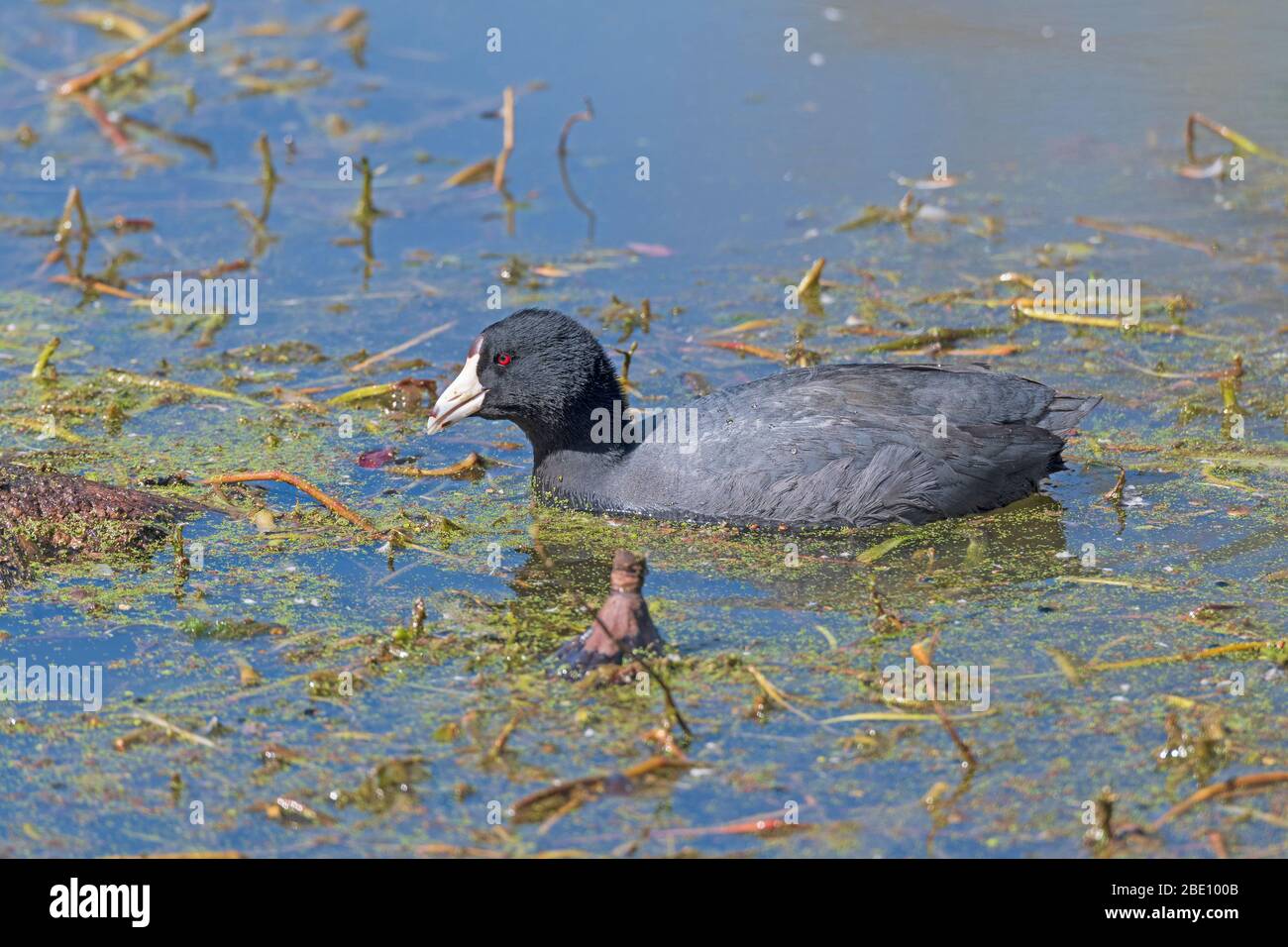 American Coot Swimming in a Wetland Pond in Brazos Bend State Park in Texas Stock Photo