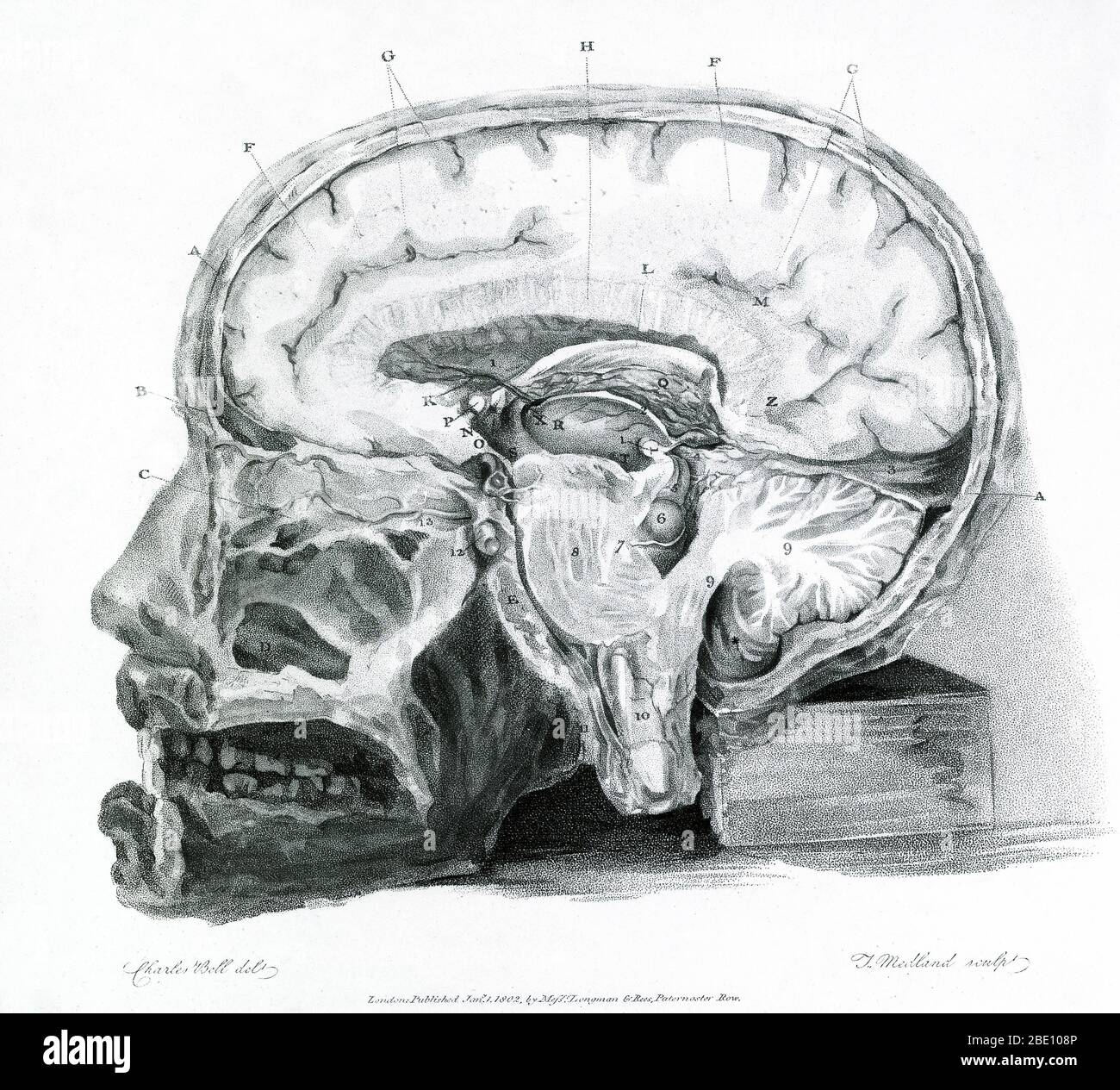 Historical illustration showing a section of the brain. From 'The Anatomy of the Brain Explained in a Series of Engravings' by Sir Charles Bell, 1802. Sir Charles Bell (1774-1842) worked mainly on corpses, but he did conduct some neurological experiments on living animals, cutting or stimulating nerves to determine the localization of brain function: he could see no other means of demonstrating his belief in the differential function of the cerebrum and cerebellum, based on his work as a dissector. He established the basic distinction between anterior and posterior roots of the spinal nerves, Stock Photo