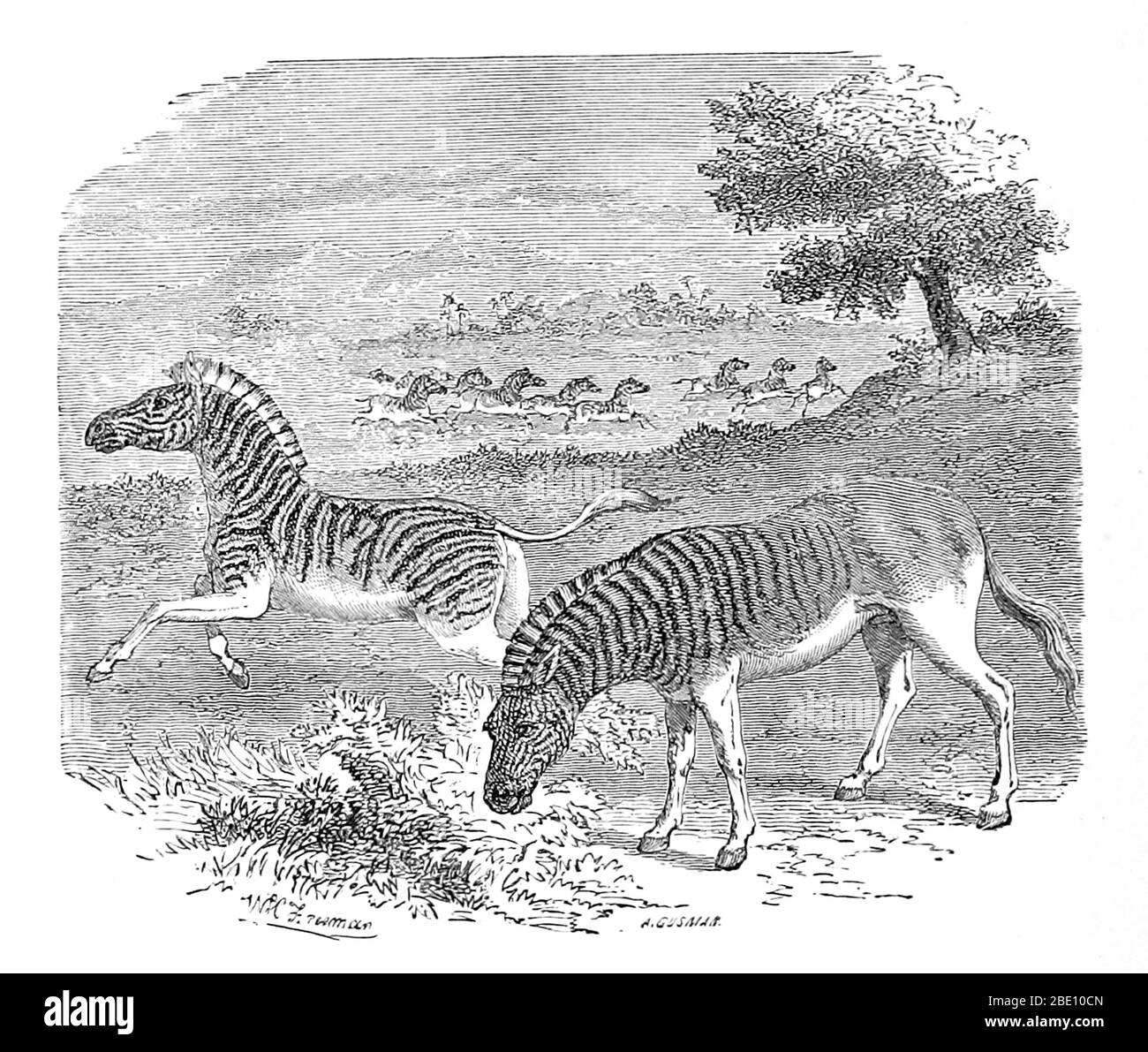 An illustration from 1869 of a zebra (left) and a quagga (right). Quagga (Equus quagga quagga) is an extinct subspecies of the plains zebra that lived in South Africa until the nineteenth century. It was long thought to be a distinct species, but genetic studies have shown it to be the southernmost subspecies of the plains zebra. It is considered particularly close to Burchell's zebra. Its name is derived from its call, which sounds like 'kwa-ha-ha'. The last captive specimen died in Amsterdam on 12 August 1883. In 1984, the quagga was the first extinct animal to have its DNA analysed, and the Stock Photo