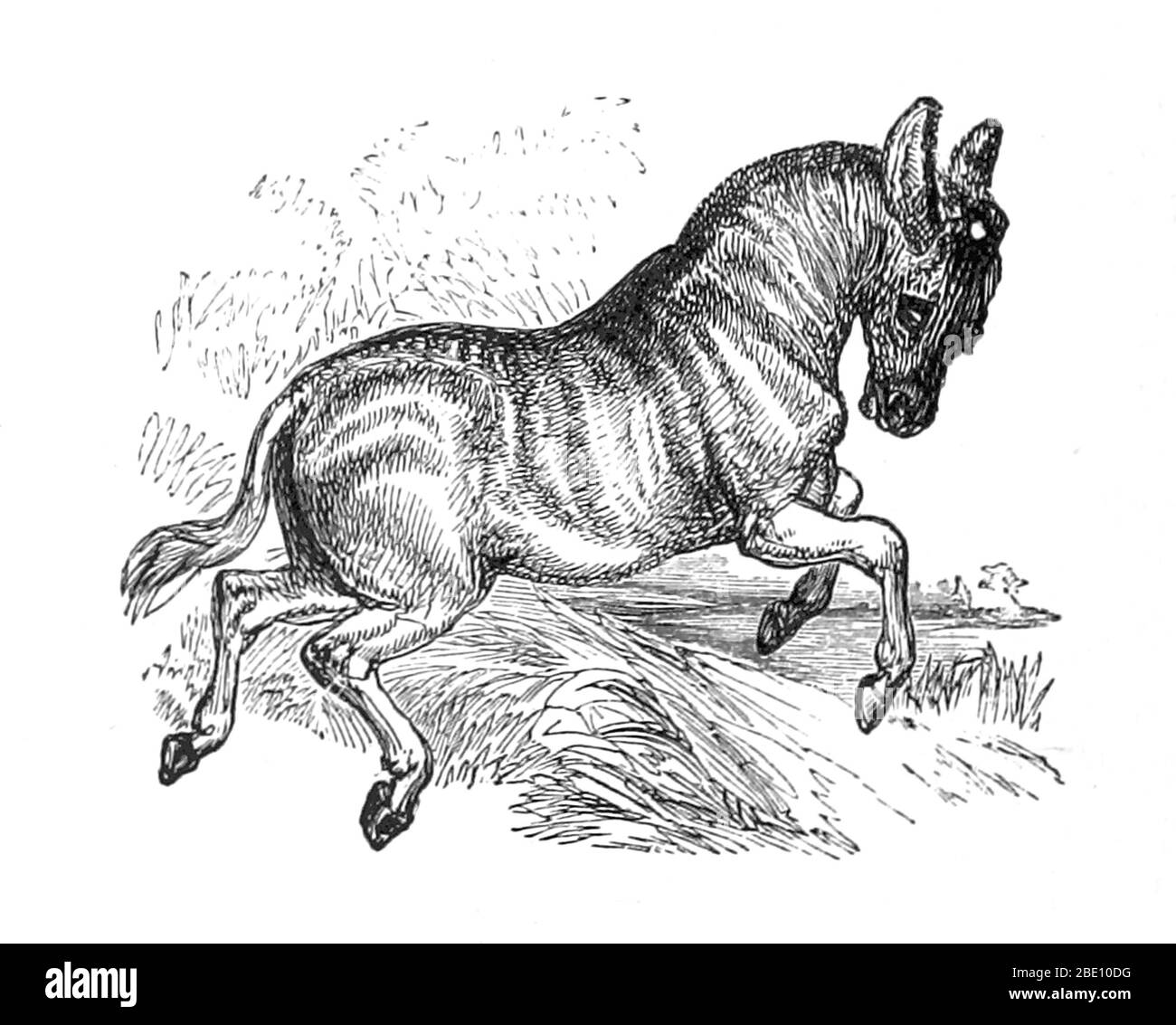 An illustration from 1874 of a quagga. Quagga (Equus quagga quagga) is an extinct subspecies of the plains zebra that lived in South Africa until the nineteenth century. It was long thought to be a distinct species, but genetic studies have shown it to be the southernmost subspecies of the plains zebra. It is considered particularly close to Burchell's zebra. Its name is derived from its call, which sounds like 'kwa-ha-ha'. The last captive specimen died in Amsterdam on 12 August 1883. In 1984, the quagga was the first extinct animal to have its DNA analysed, and the Quagga Project is trying t Stock Photo