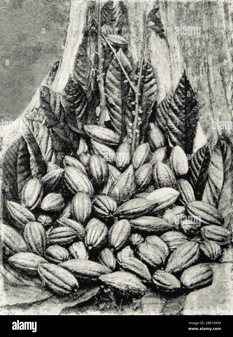 Cocoa pods from the cocoa tree (Theobroma cacao) in Ceylon, 1893. Until Columbus brought cacao beans back to Spain in the early 1500s, Europe was unfamiliar with the popular cocoa drink from the Central and South America. After the Spanish conquest of the Aztecs, chocolate began to be imported into Europe and quickly became a court favorite. Cacao plantations in the colonies spread, run on slave labor, while drinking cocoa was considered variously exotic, fashionable, medicinal, and dangerous. Chocolate production developed over the centuries, until modern-style chocolate bars were created in Stock Photo