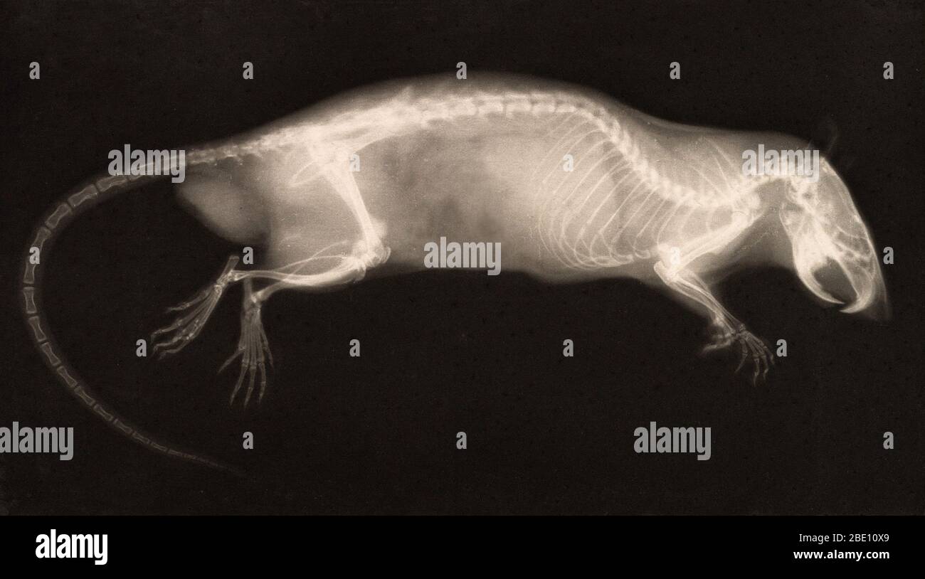 Historical X-ray of a rat, 1896. Taken by Josef Maria Eder (Austrian, 1855-1944) and Eduard Valenta (Austrian, 1857-1937). Photogravure. Eder was the director of an institute for graphic processes and the author of an early history of photography. With the photochemist Valenta, he produced a portfolio in January 1896, less than a month after Wilhelm Conrad Rontgen published his discovery of X-rays. Eder and Valenta's volume, from which this plate derives, demonstrated the X-ray's magical ability to reveal the hidden structure of living things. Human hands and feet, fish, frogs, a snake, a cham Stock Photo