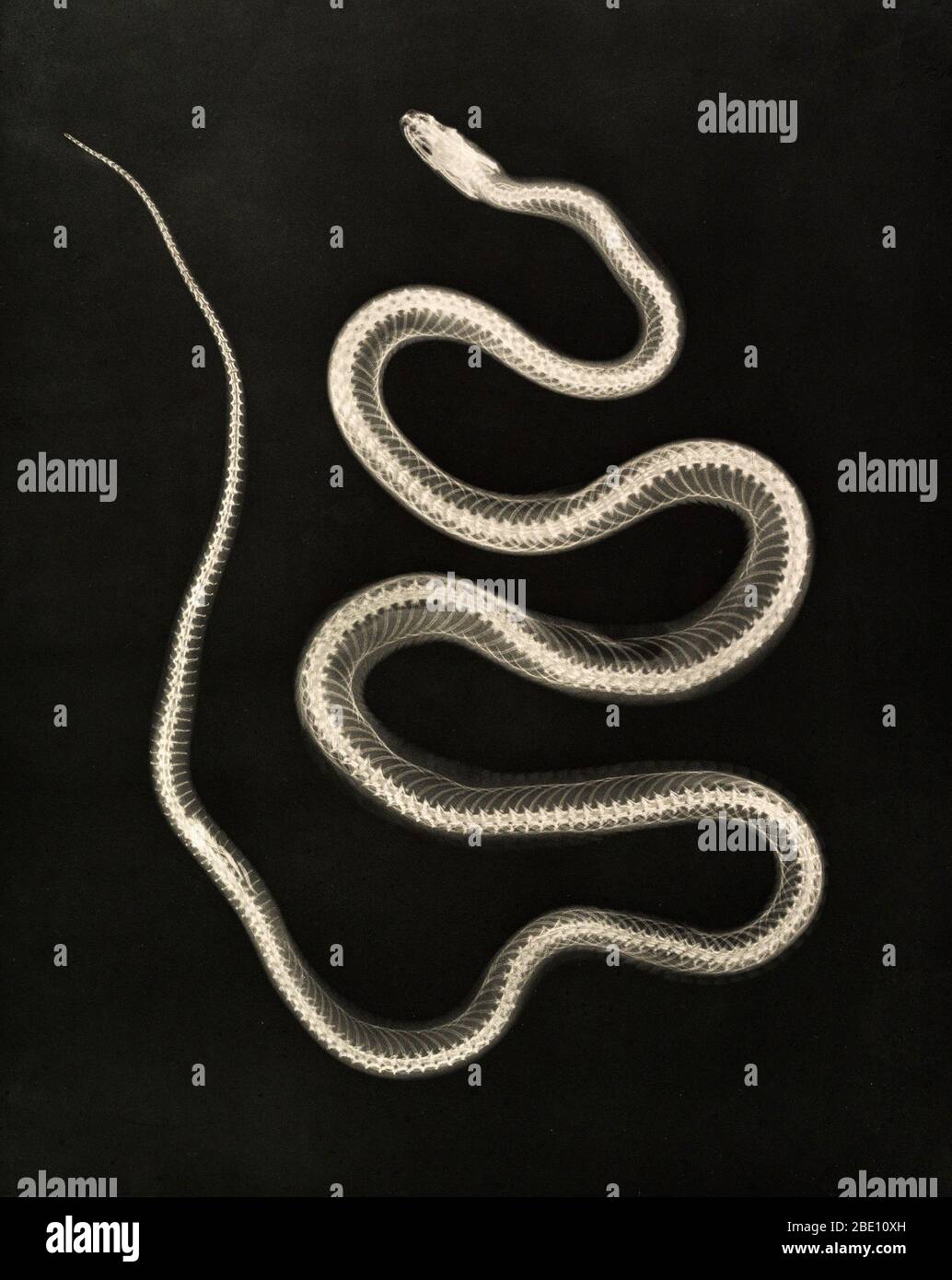 Historical X-ray of an Aesculapian snake, 1896. The Aesculapian snake (now Zamenis longissimus, previously Elaphe longissima), is a species of nonvenomous snake native to Europe. Growing up to 2 metres (6.6 ft) in total length, it has been of cultural and historical significance for its role in ancient Greek and Roman mythology and derived symbolism. Taken by Josef Maria Eder (Austrian, 1855-1944) and Eduard Valenta (Austrian, 1857-1937). Photogravure. Eder was the director of an institute for graphic processes and the author of an early history of photography. With the photochemist Valenta, h Stock Photo