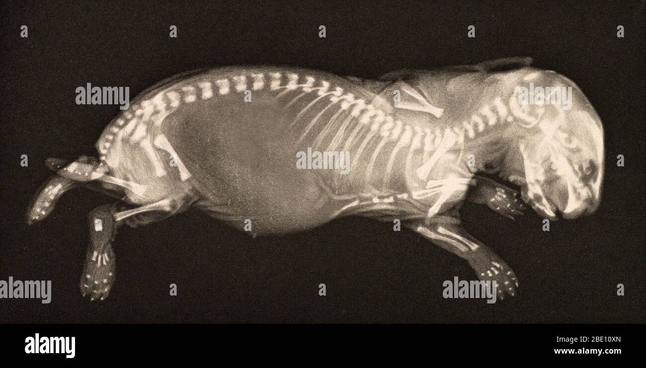 Historical X-ray of a newborn rabbit, 1896. Taken by Josef Maria Eder (Austrian, 1855-1944) and Eduard Valenta (Austrian, 1857-1937). Photogravure. Eder was the director of an institute for graphic processes and the author of an early history of photography. With the photochemist Valenta, he produced a portfolio in January 1896, less than a month after Wilhelm Conrad Rontgen published his discovery of X-rays. Eder and Valenta's volume, from which this plate derives, demonstrated the X-ray's magical ability to reveal the hidden structure of living things. Human hands and feet, fish, frogs, a sn Stock Photo