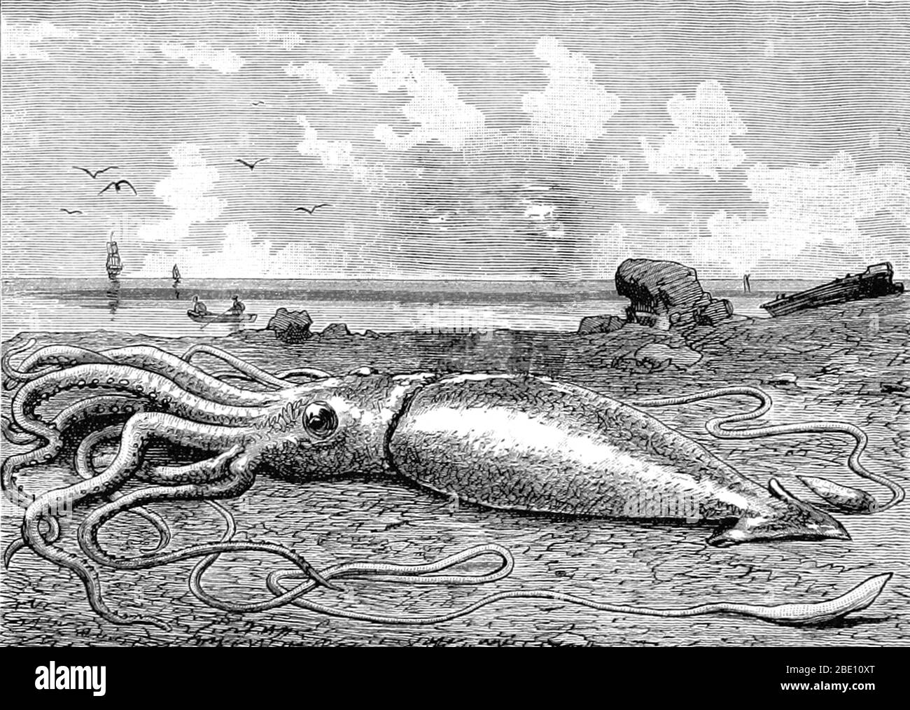 The giant squid (genus Architeuthis) is a deep-ocean dwelling squid in the family Architeuthidae. Giant squid can grow to a tremendous size due to deep-sea gigantism: recent estimates put the maximum size at 43 feet for females and 33 feet for males from the posterior fins to the tip of the two long tentacles. The mantle is about 6.6 feet long (more for females, less for males), and the length of the squid excluding its tentacles (but including head and arms) rarely exceeds 16 feet. Claims of specimens measuring 66 feet or more have not been scientifically documented. Tales of giant squid have Stock Photo