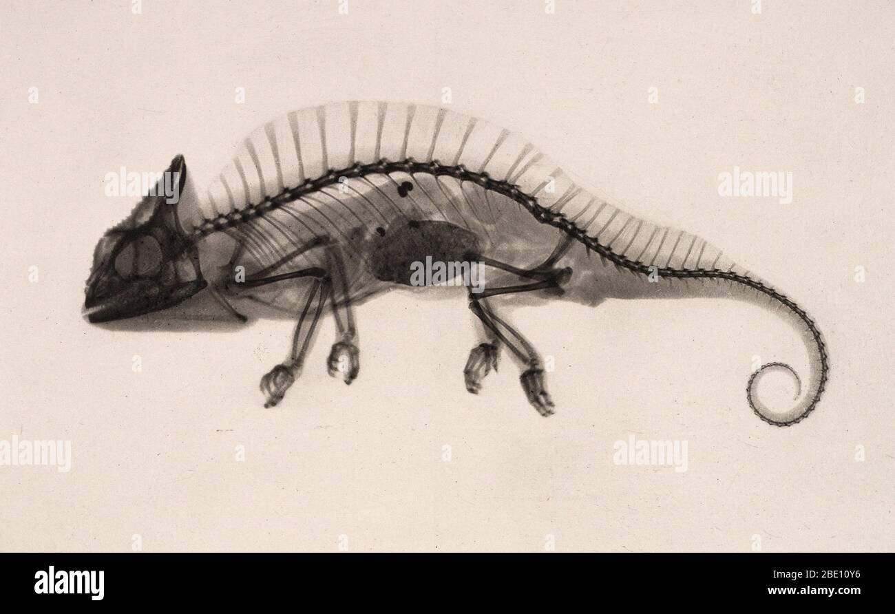 Historical X-ray of a crested chameleon. Taken by Josef Maria Eder (Austrian, 1855-1944) and Eduard Valenta (Austrian, 1857-1937). Photogravure, 1896. Eder was the director of an institute for graphic processes and the author of an early history of photography. With the photochemist Valenta, he produced a portfolio in January 1896, less than a month after Wilhelm Conrad Rontgen published his discovery of X-rays. Eder and Valenta's volume, from which this plate derives, demonstrated the X-ray's magical ability to reveal the hidden structure of living things. Human hands and feet, fish, frogs, a Stock Photo