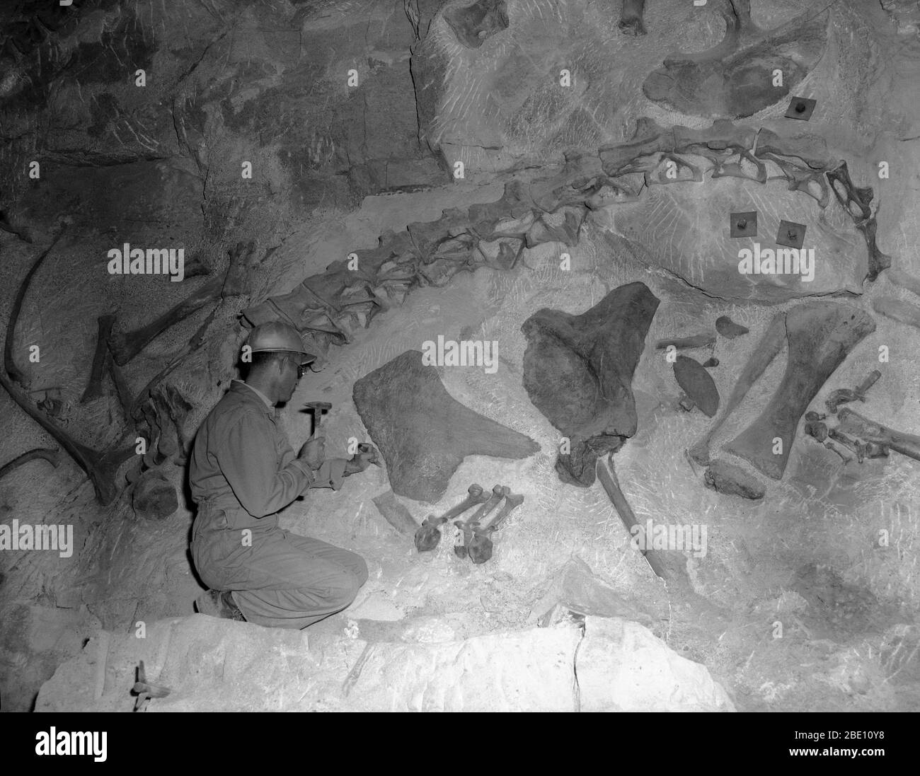 Museum technician reliefing a fossil bone at the Quarry Visitor Center, Dinosaur National Monument, August 1963. Stock Photo