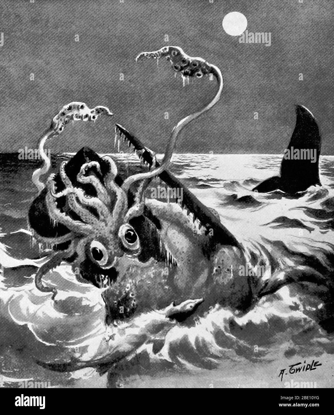 The giant squid's elusive nature and fearsome appearance have long made it a popular subject of legends and folk tales. Its popularity as an image continues today with references and depictions in literature, film, television, and video games. Often, the giant squid is represented as being in dramatic, evenly matched combat with a sperm whale. This powerful image is no longer considered accurate given the evidence that exists for a simpler predator-prey relationship between whale and squid, with the whale being the predator and the squid the prey. The Kraken is a legendary sea monstersaid to d Stock Photo