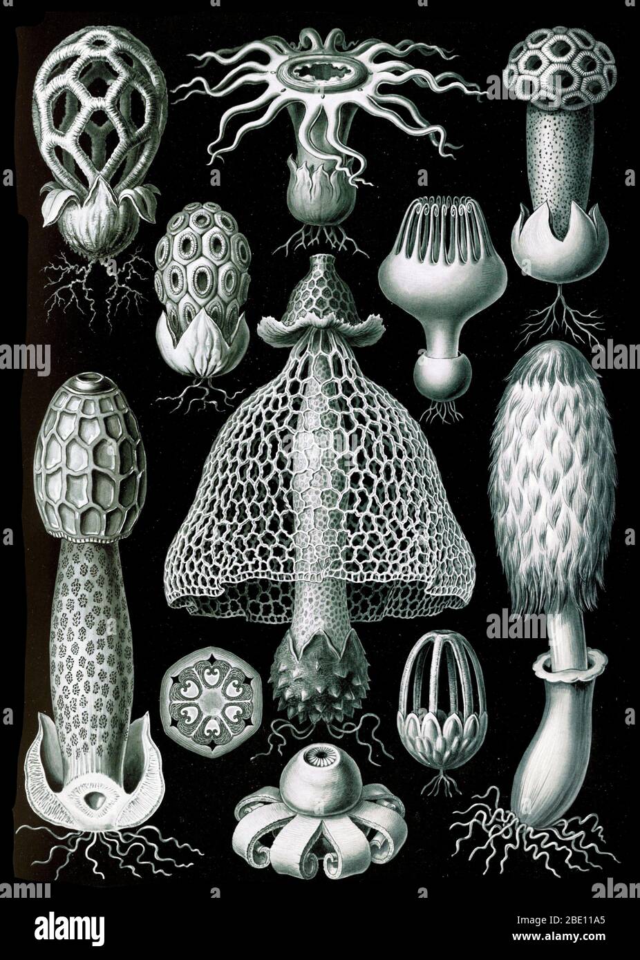 Ernst Haeckel, Basidiomycota, Stinkhorn Mushrooms Stock Photo