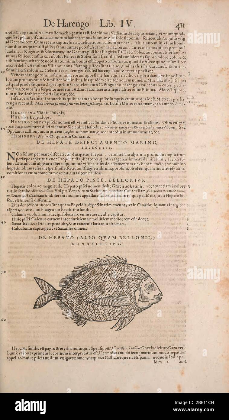 Historia animalium ("History of the Animals"), published in 1551–1558 and 1587, by Conrad Gessner. Stock Photo