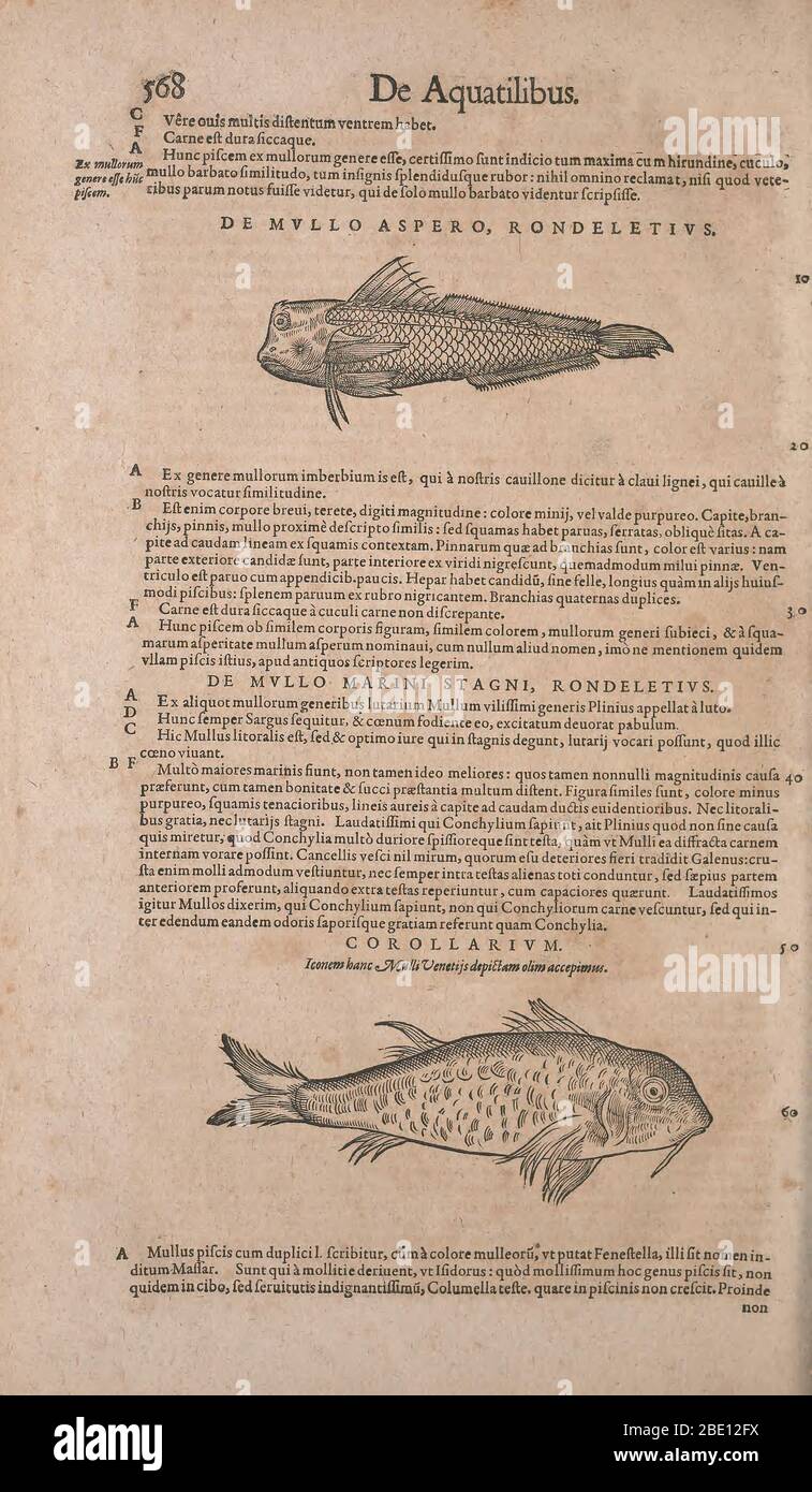 【ｉｄ】 Historia animalium (