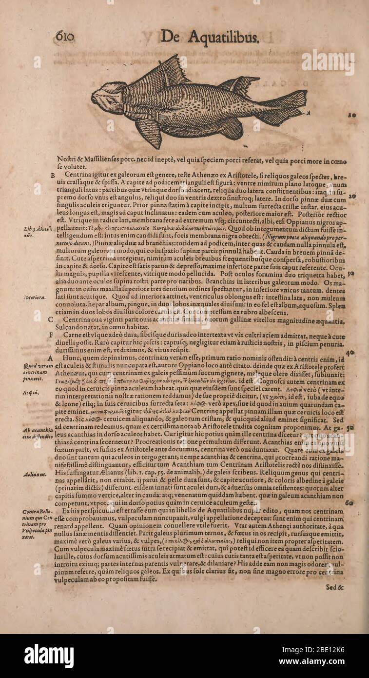 Historia animalium ("History of the Animals"), published in 1551–1558 and 1587, by Conrad Gessner. Stock Photo