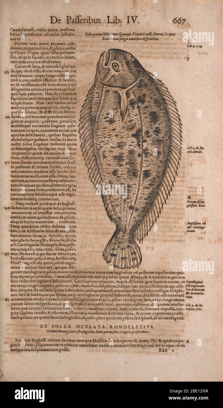 Historia animalium (