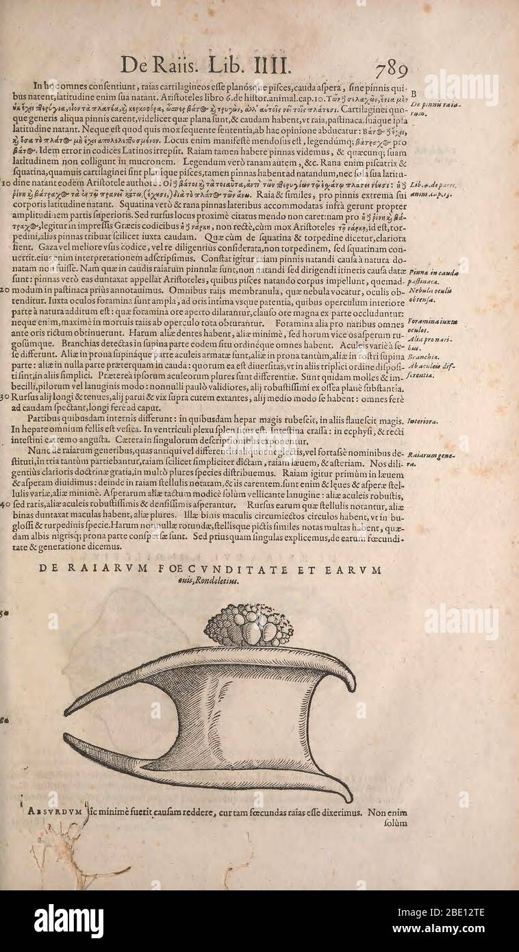 Historia animalium ("History of the Animals"), published in 1551–1558 and 1587, by Conrad Gessner. Stock Photo