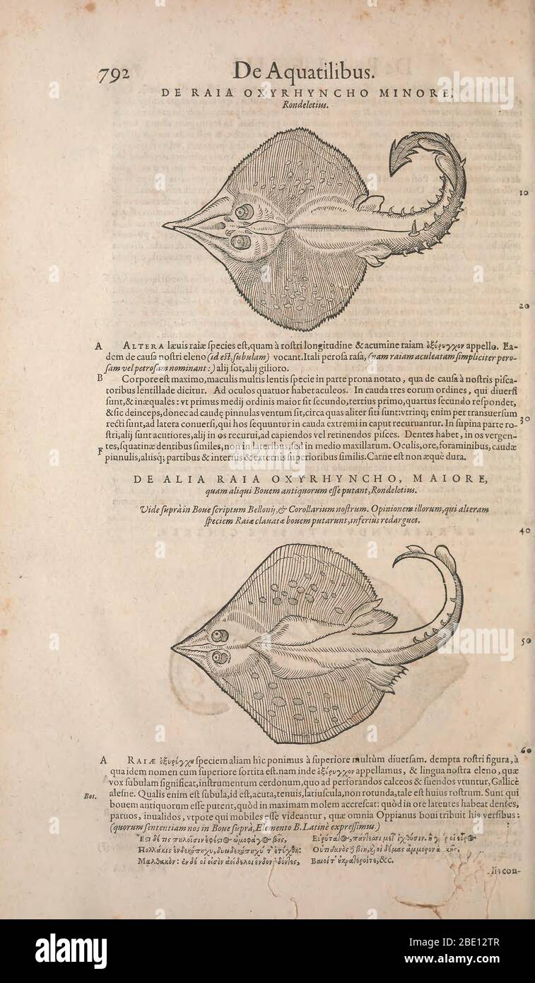 Historia animalium ("History of the Animals"), published in 1551–1558 and 1587, by Conrad Gessner. Stock Photo