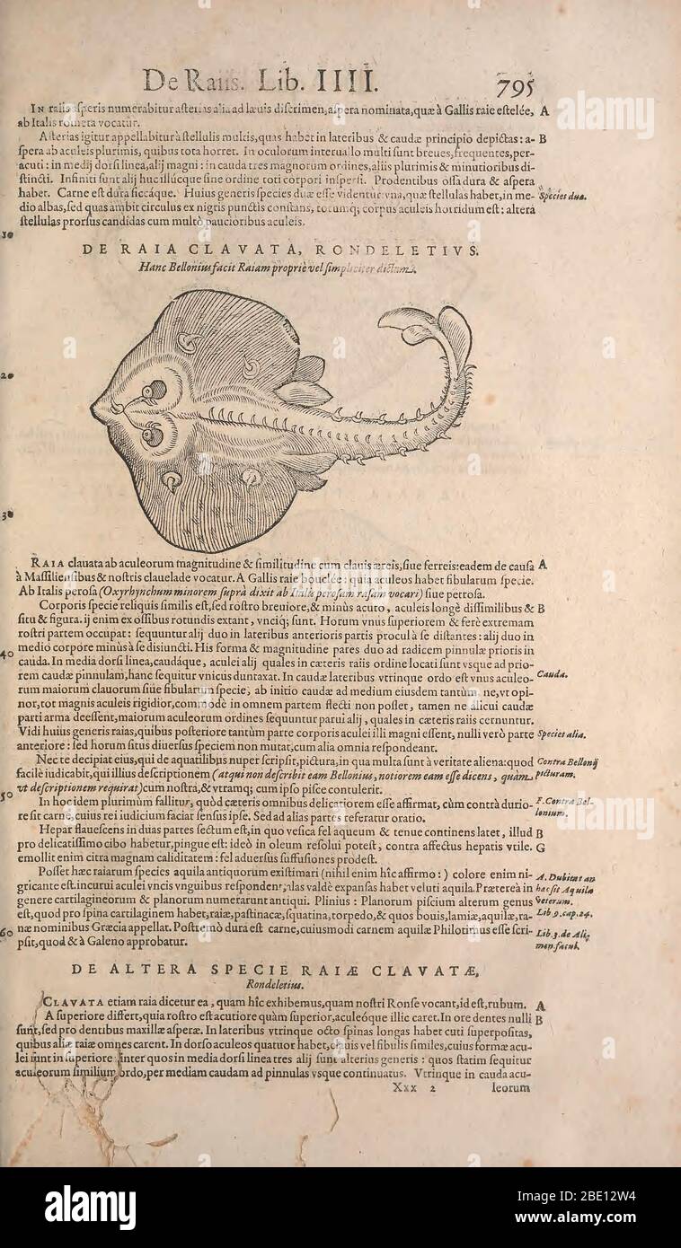 Historia animalium ("History of the Animals"), published in 1551–1558 and 1587, by Conrad Gessner. Stock Photo