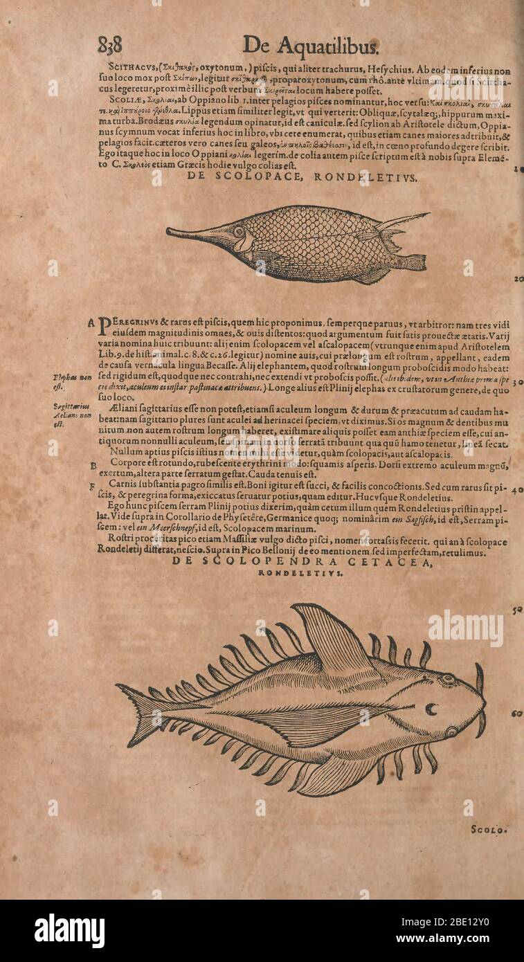 Historia animalium ("History of the Animals"), published in 1551–1558 and 1587, by Conrad Gessner. Stock Photo