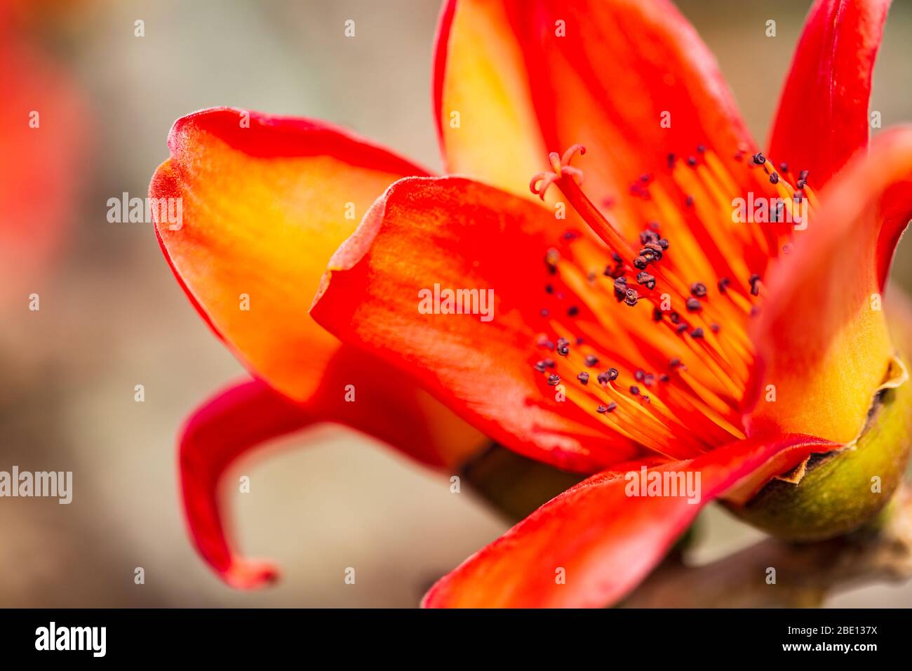 Kapok flower hires stock photography and images Alamy
