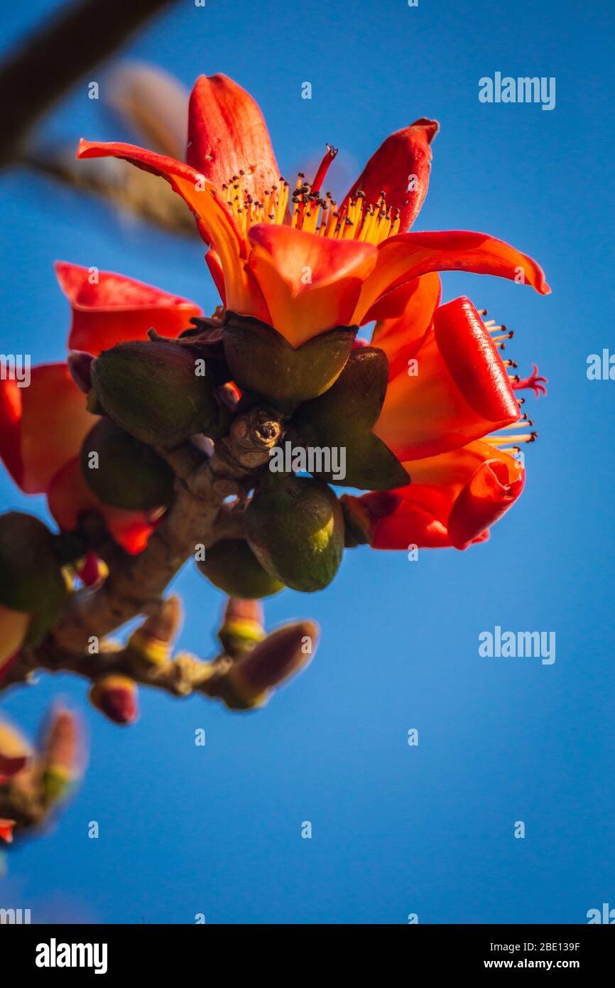 Kapok flower hires stock photography and images Alamy