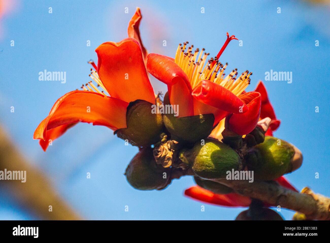 Kapok flower hires stock photography and images Alamy