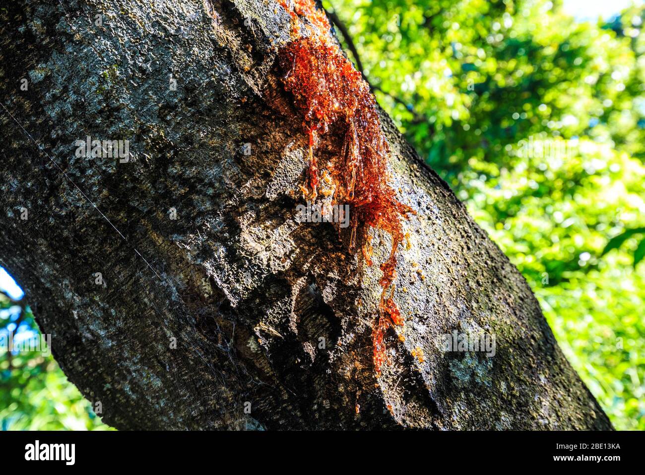 Tree sap bleeding from tree Stock Photo Alamy