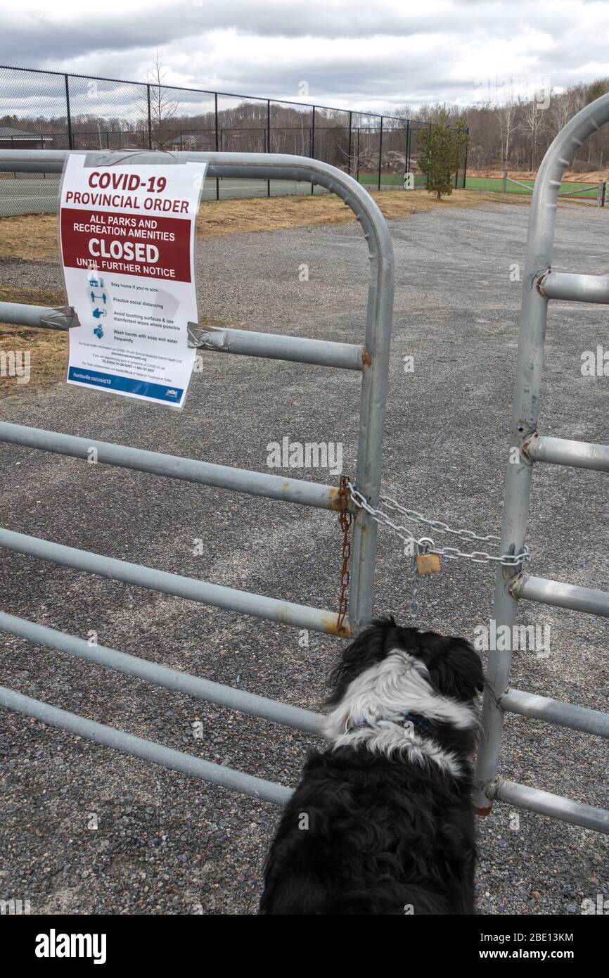 Dog standing at a locked gate under a Sign announcing pandemic order resulting in closing of public venues closed in Canada in April 2020. Stock Photo