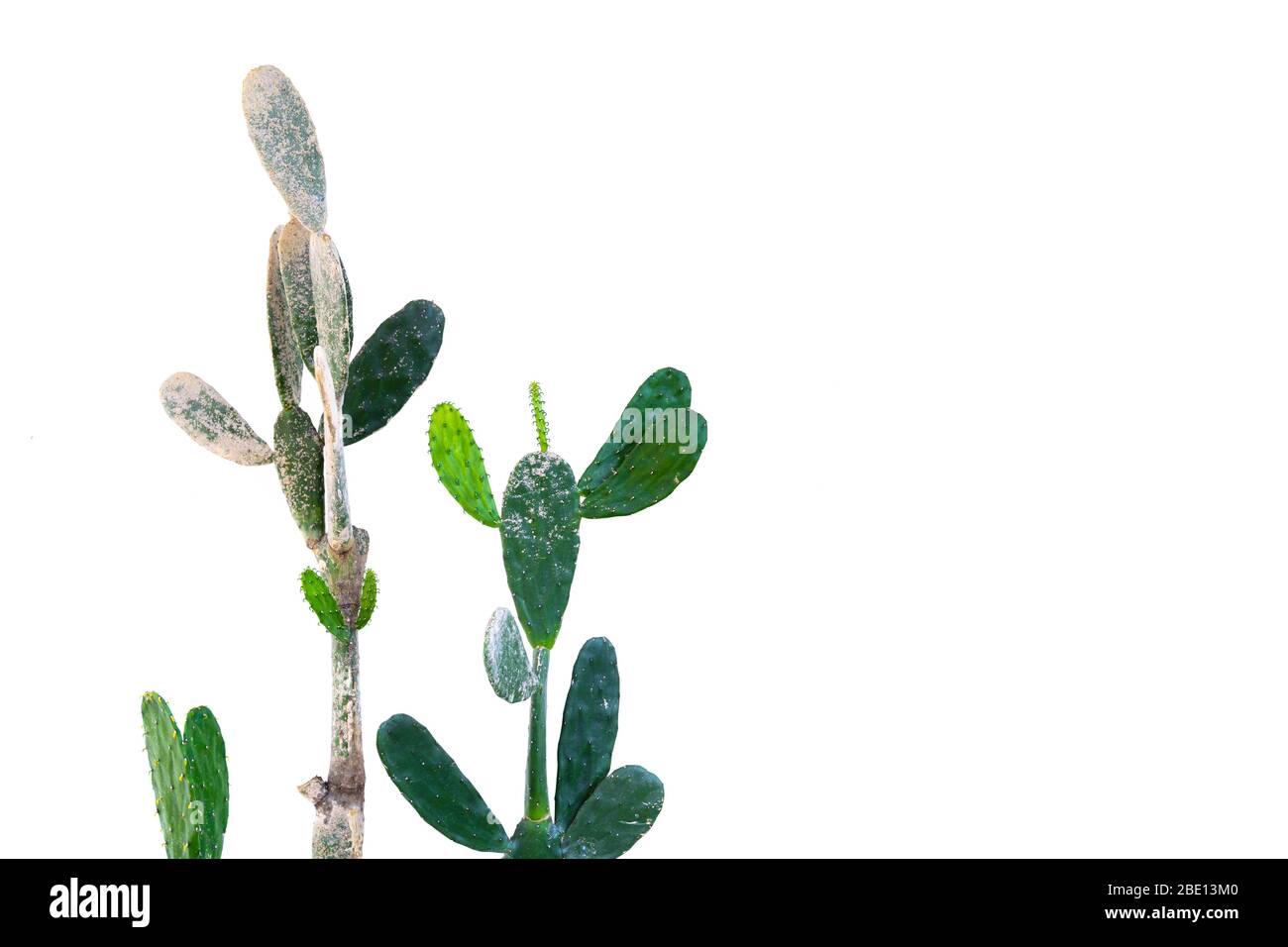 Big green cactus on white isolated background. Stock Photo
