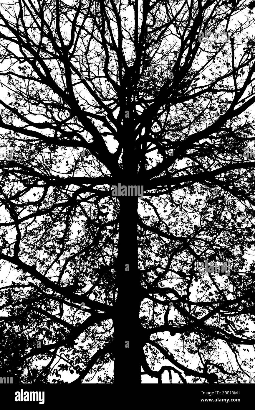 Big black tree silhouette isolated on white background. Stock Photo