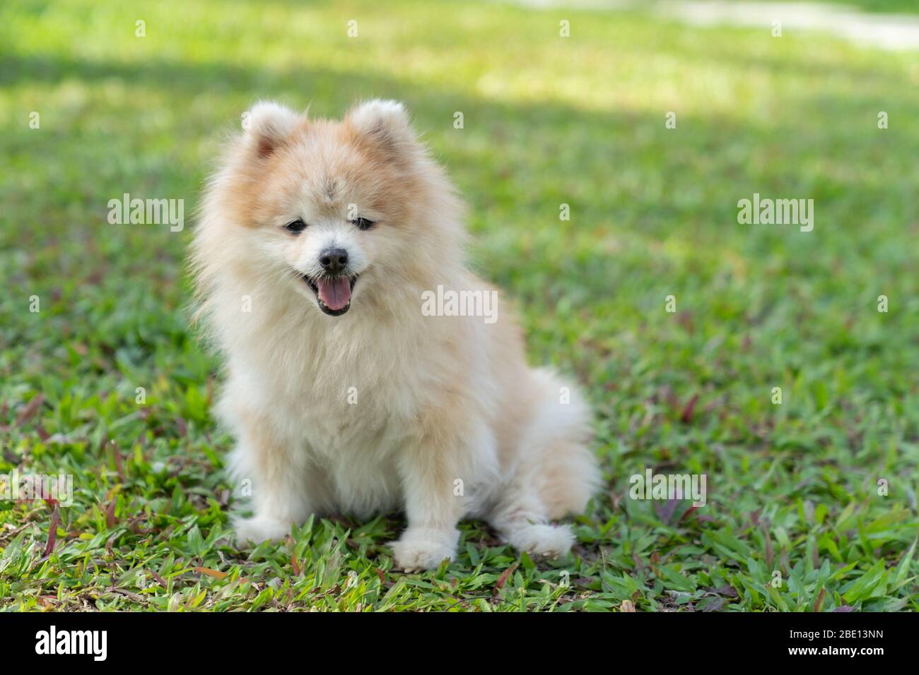 Pomeranian dog siting on green grass in the garden. Stock Photo