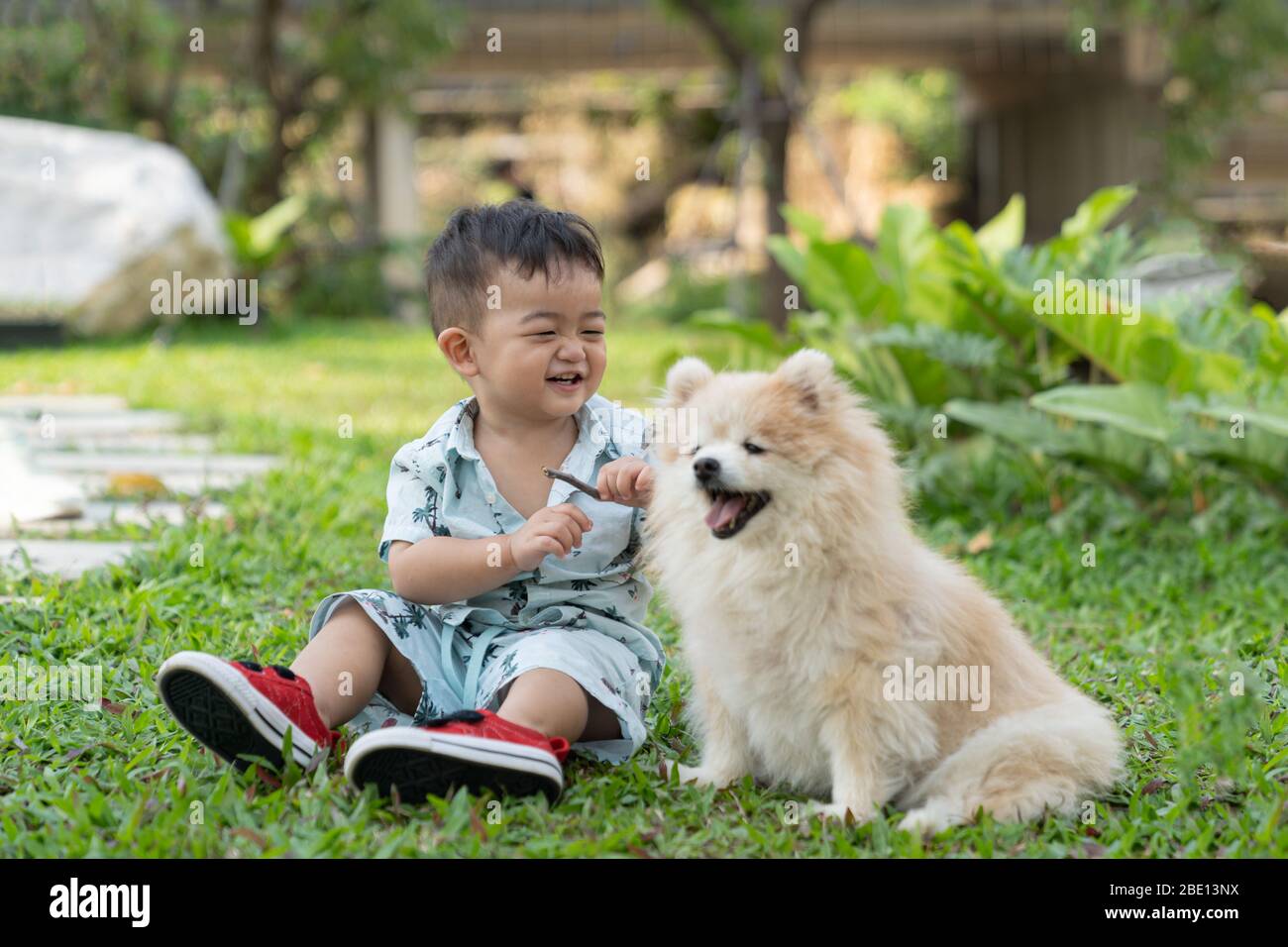 pomeranian and baby