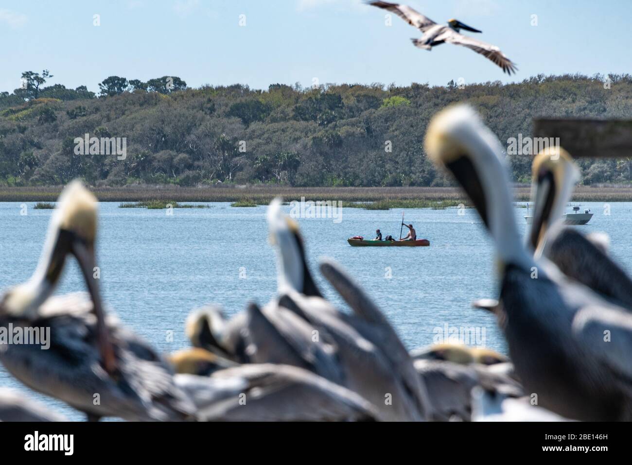 Father and son canoeing on the Guana River at the GTM Research Reserve in Ponte Vedra Beach, Florida near St. Augustine. (USA) Stock Photo