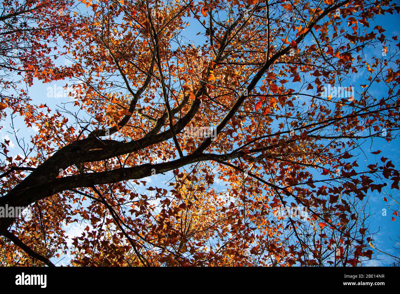 Red leaf on tree with blue sky Stock Photo