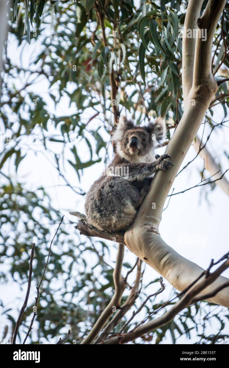 Koala just wake up on tree, Kennett River, Australia Stock Photo