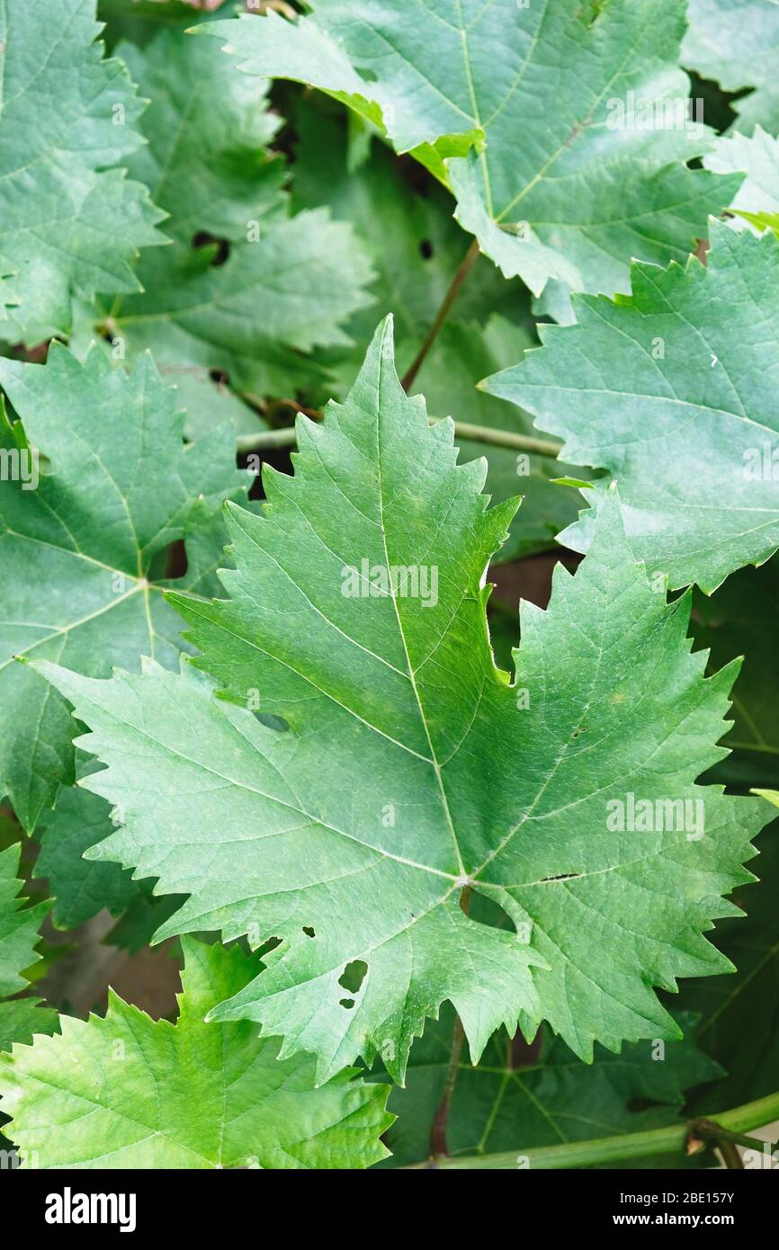 Grape vine leaves, on the plant, showing the distinctive veins. Stock Photo