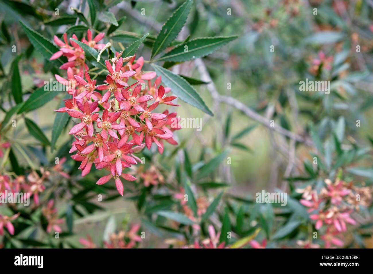Australian Christmas Bush sepals which show when the petals fall. A distinguishing feature of this plant. Stock Photo