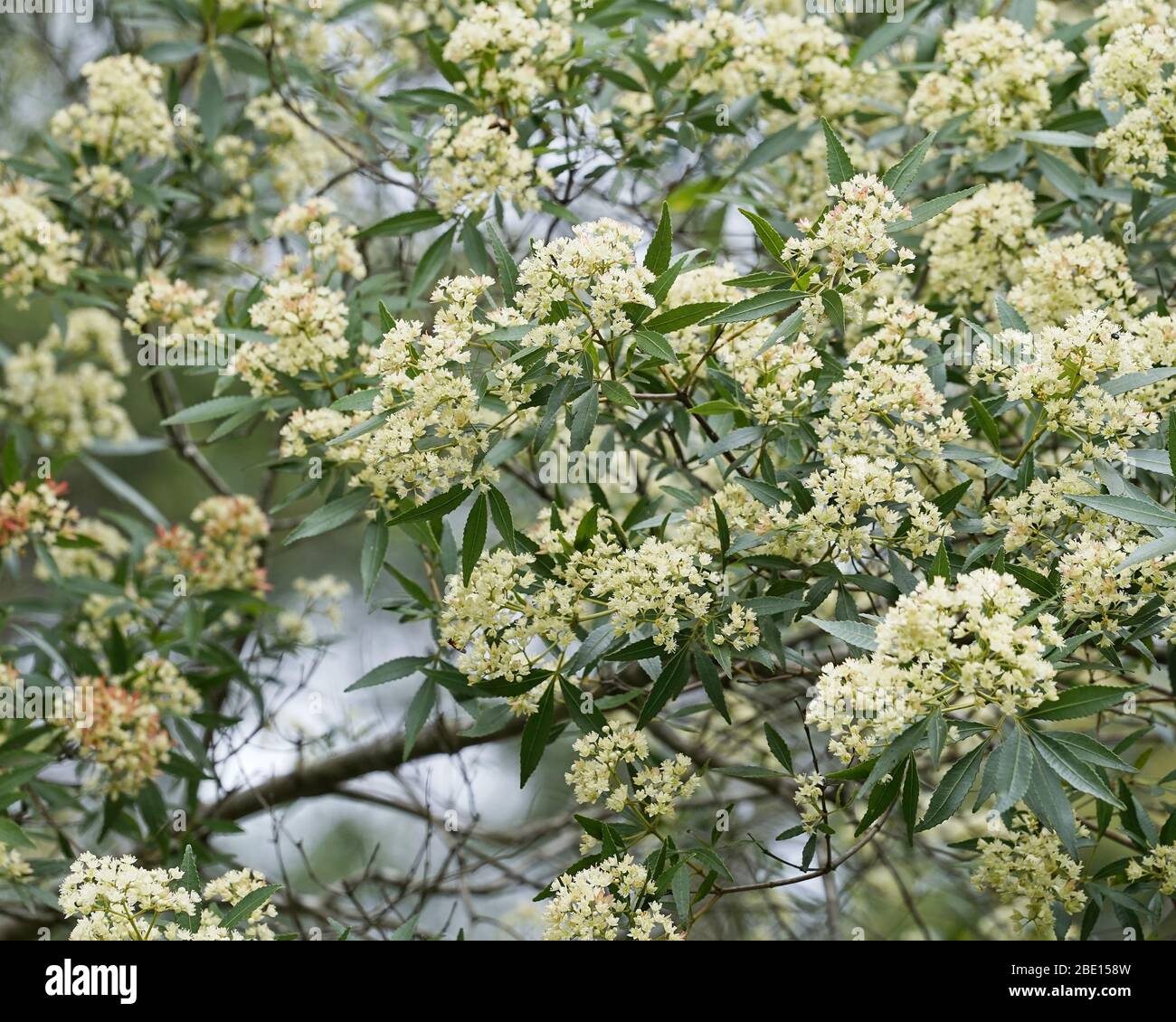 Australian Christmas Bush flowers, in abundance, on the tree. Stock Photo