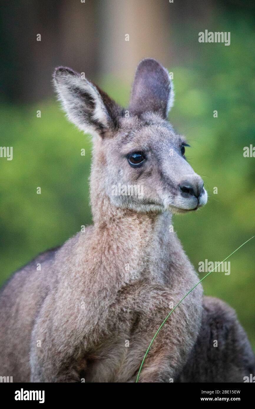 Close up portrait of a Kanagroo in Kennett River, Australia Stock Photo