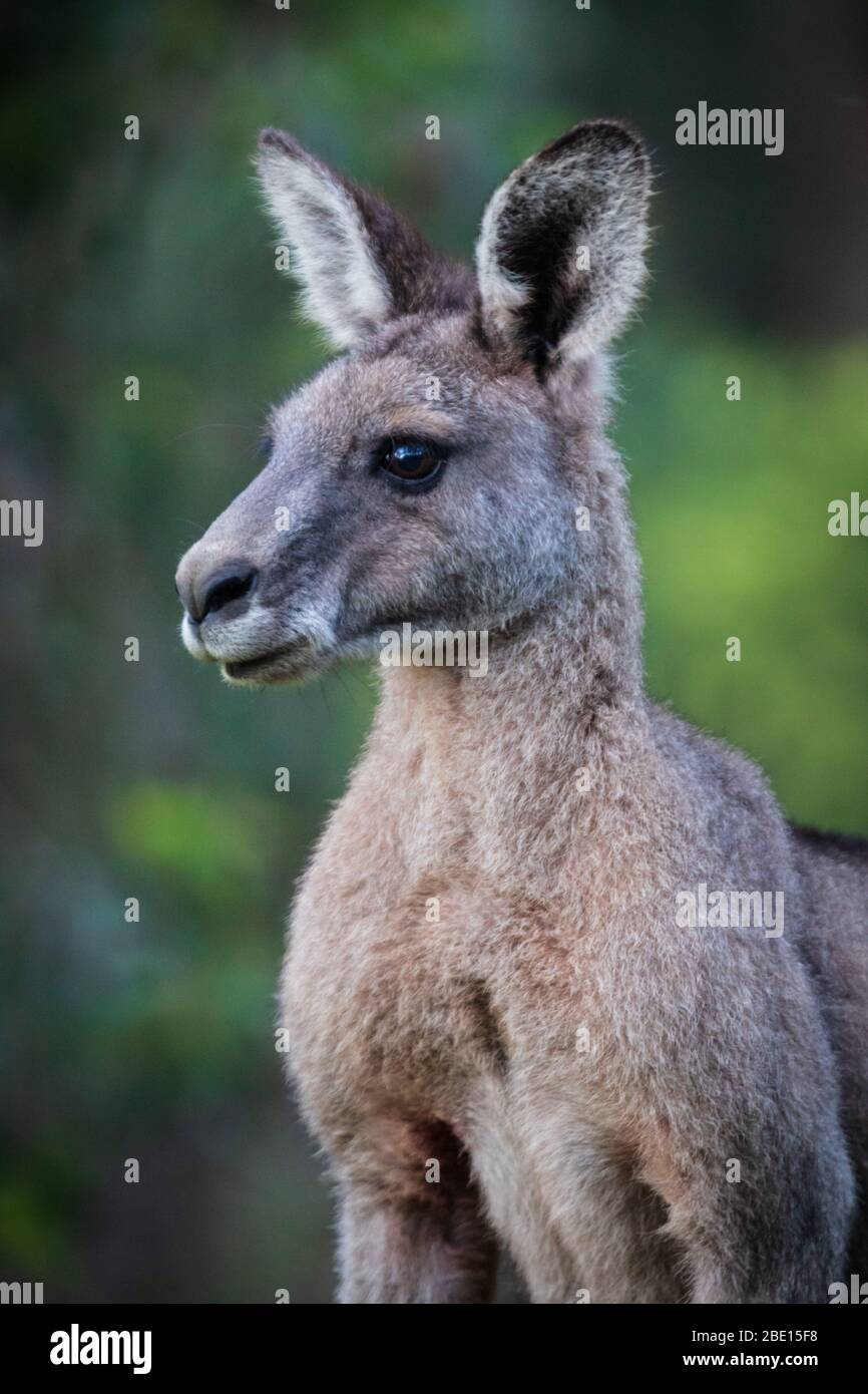 Close up portrait of a Kanagroo in Kennett River, Australia Stock Photo