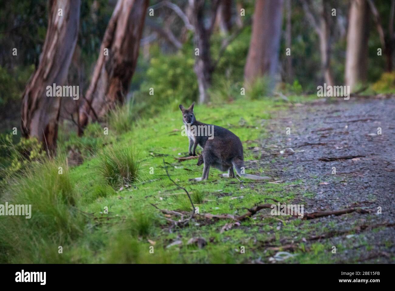 A wallaby at roadside, Kennett River, Australia Stock Photo