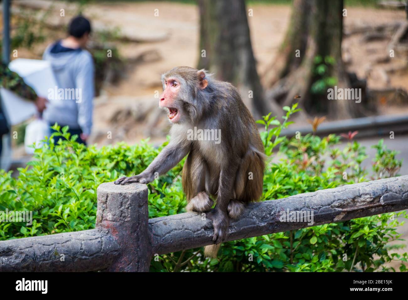 Wild monkey in countryside of Hong Kong Stock Photo